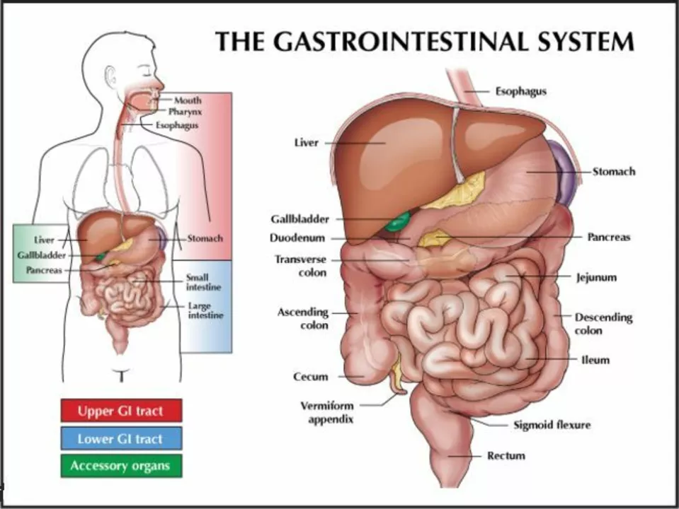 The impact of azelastine on the gastrointestinal system